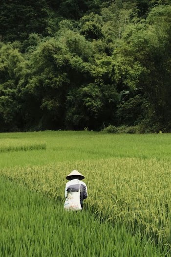 Farmer Harvesting Rice in Lush Green Fields