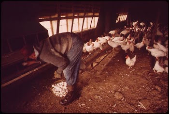 Farmer John Dolezal in hen-house | Free Photo - rawpixel