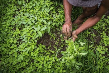 Farmer planting tomato seedlings. Free | Free Photo - rawpixel