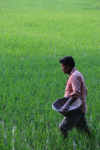 Farmer Tending Rice Field