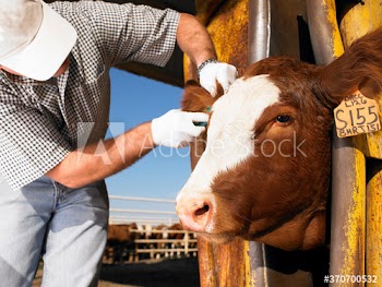 farmer with cow