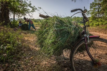 Farmers collecting grass. Free public | Free Photo - rawpixel