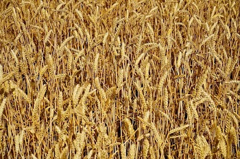 Farmland
