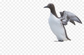 Farne Islands, Penguin, Common Murre, Bird, Beak PNG