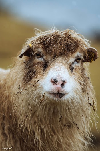 Faroe sheep at the Faroe Islands, part of the Kingdom of Denmark | Free  photo - 2329578