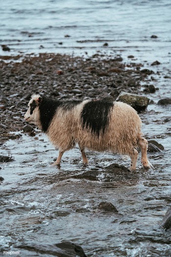 Faroe sheep at the Faroe Islands, part of the Kingdom of Denmark | Free  photo - 2329730