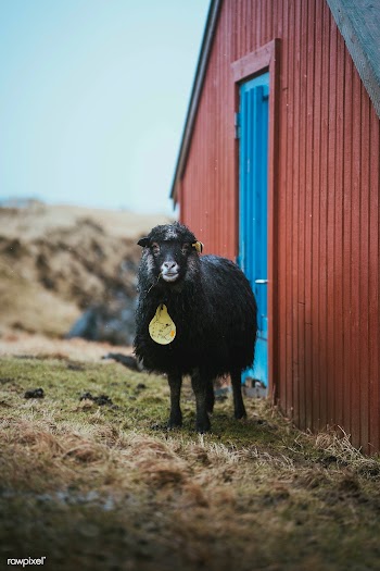 Faroe sheep at the Faroe Islands, part of the Kingdom of Denmark | Free  photo - 2329890