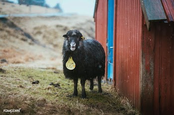 Faroe sheep at the Faroe Islands, part of the Kingdom of Denmark | Free  photo - 2329895