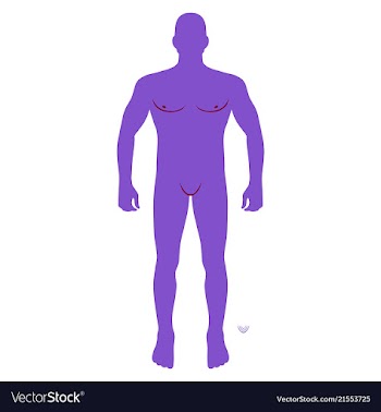 Fashion man body full length front view vector image
