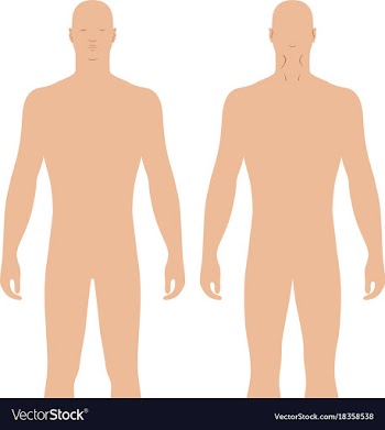 Fashion man figure vector image