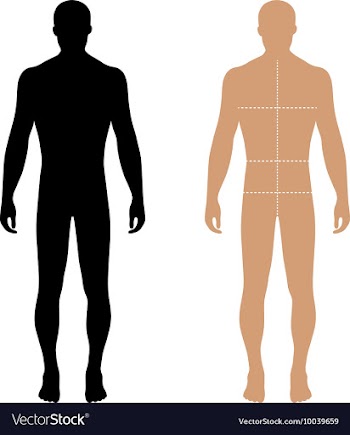 Fashion man full length solid template vector image