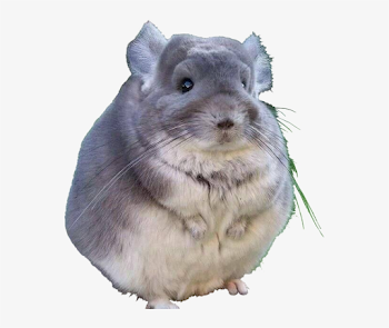 Fat Chinchilla PNG Image | Transparent PNG Free Download on SeekPNG