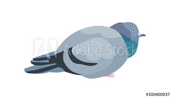 Fat pigeon flat vector illustration