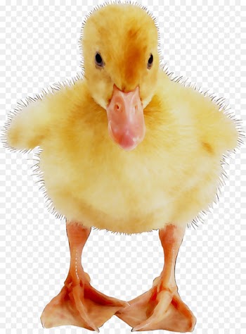 Fauna Beak -  
