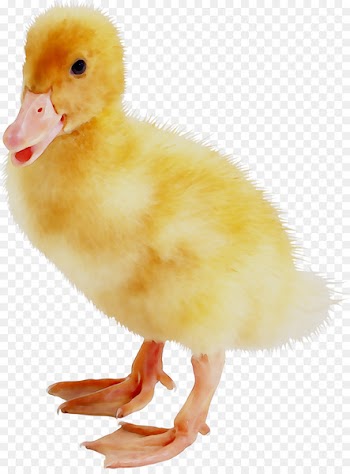 Fauna Beak Chicken as food -  