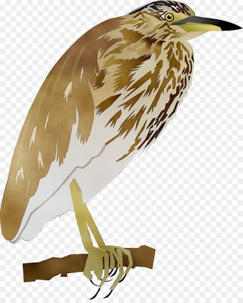 Fauna Beak Feather Cuckoos -  