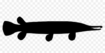 Fauna Marine mammal Fish -  