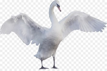 Fauna Neck Beak Feather -  