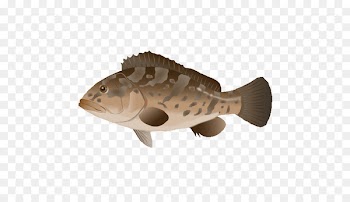 Fauna Perch Fish - grouper 