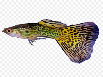 Fauna Purple Fish Terrestrial animal -  