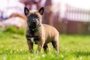 Fawn and Black Belgian Malinois Puppy on Green Grass