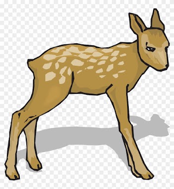 Fawn Animal Deer Nature Png Image - Do Re Mi Song Flash Cards