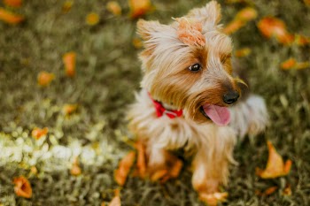 Fawn Australian Terrier Sitting on Grass