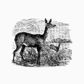 Fawn deer from Africa | Free stock vector - 572487