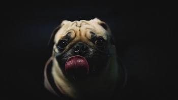 Fawn Pug