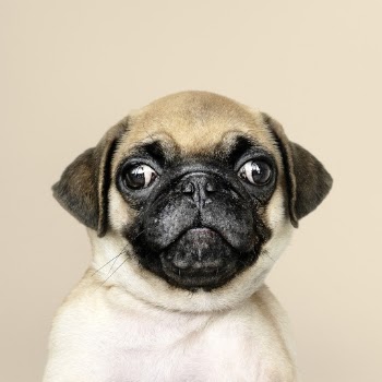 Fawn Pug