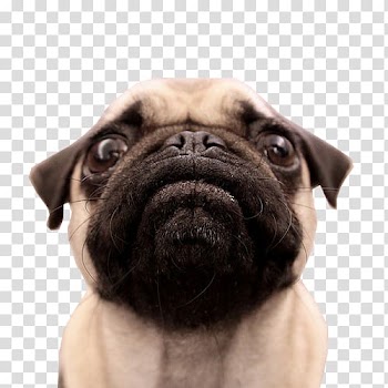Fawn pug , Pugs in Costumes Birthday cake Happy Birthday, pug transparent background PNG clipart
