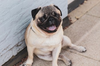 Fawn Pug Resting on Floor
