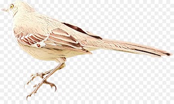 Feather