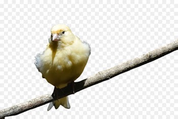 Feather