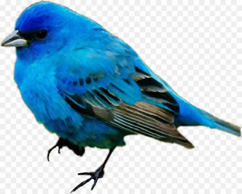 Feather