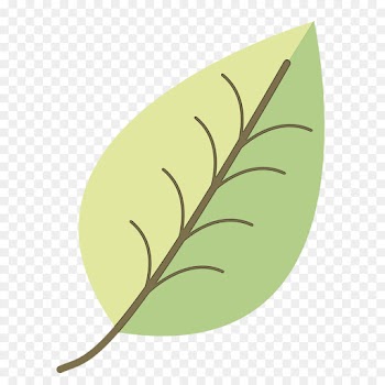 Feather