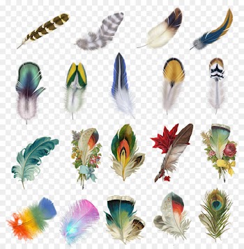 Feather Bird Euclidean vector Icon - psd feathers 