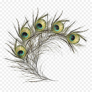 Feather Bird Peafowl - Green line peacock feathers 