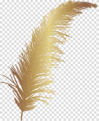 Feather Color , feather transparent background PNG clipart
