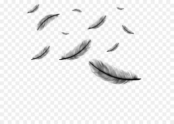 Feather, Drawing, Royaltyfree, Leaf PNG