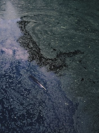 Feather Floating on Water