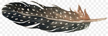 Feather Illustration Image Vector graphics Portable Network Graphics - feather 