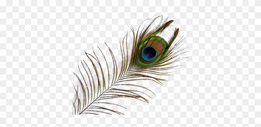 Feather Png Transparent Pic Png Images - Peacock Feather Transparent Background