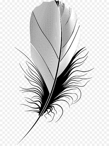 Feather Portable Network Graphics Image Quill Silhouette - feather 