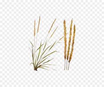 Feather Reed Grass, Emmer, Common Reed, Plant, Elymus Repens PNG