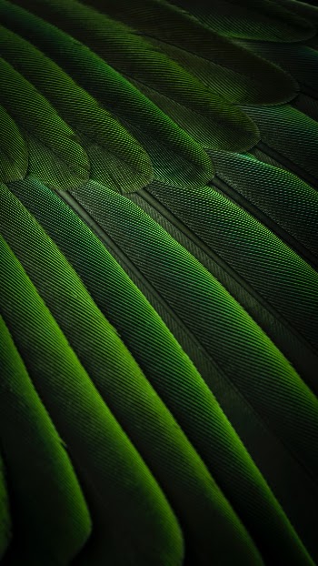 Feather simplicity