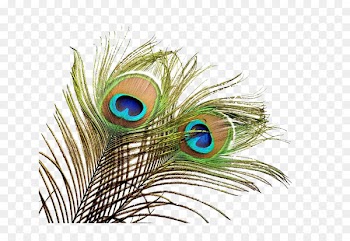 Feather Wedding invitation Peafowl Bird - Peacock feather 