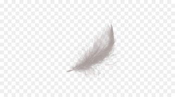 Feather White Black - Valentine feather 