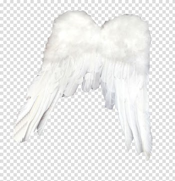 Feather White Light, Simple white feathers transparent background PNG clipart