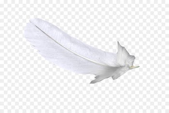 Feather White u767du8272u7fbdu6bdb - White feather 